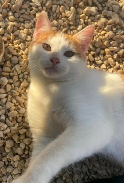 IL DOLCISSIMO POOH | Foto 5