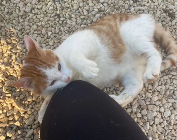 IL DOLCISSIMO POOH | Foto 2