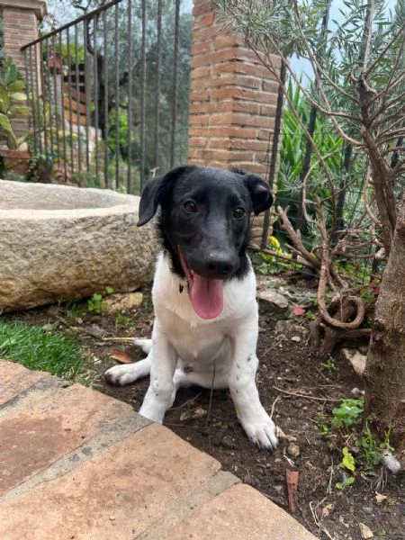 DUE TENERI FRATELLINI  | Foto 5