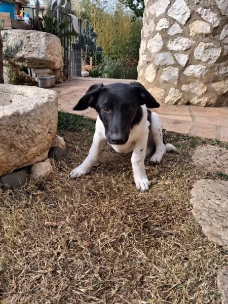 DUE TENERI FRATELLINI  | Foto 3