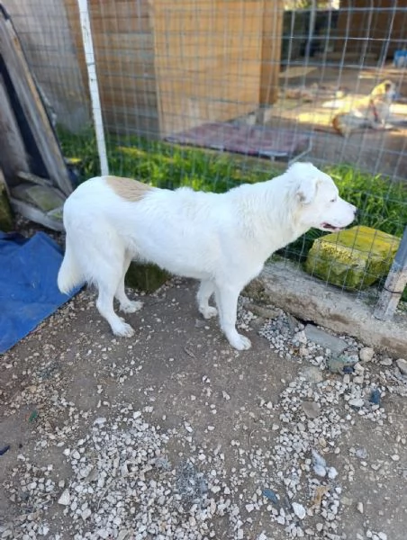 IL TENERO SNOOPY | Foto 4