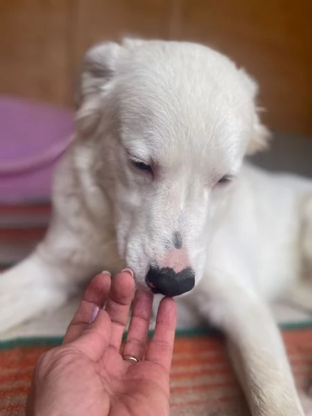 IL TENERO SNOOPY | Foto 3