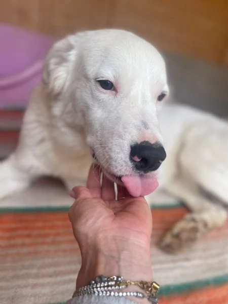 IL TENERO SNOOPY | Foto 1