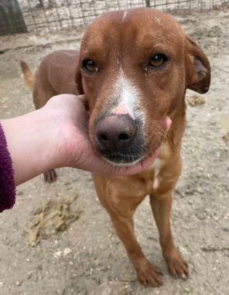 IL DOLCISSIMO CORFU'