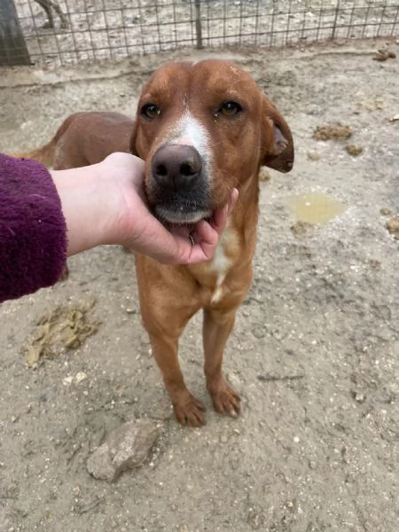 IL DOLCISSIMO CORFU' | Foto 2