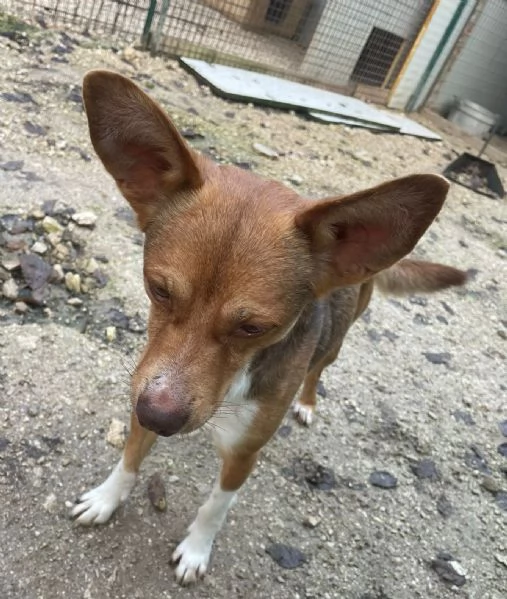 IL PICCOLO CANGU | Foto 5