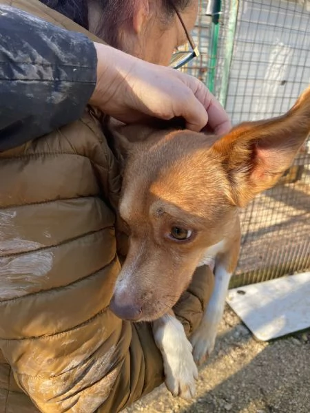 IL PICCOLO CANGU | Foto 4