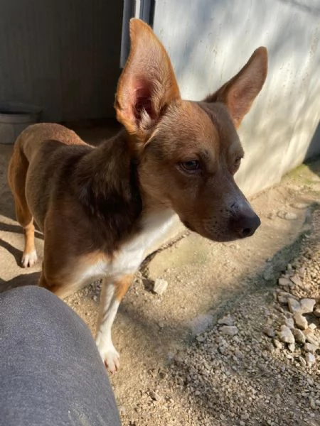 IL PICCOLO CANGU | Foto 2