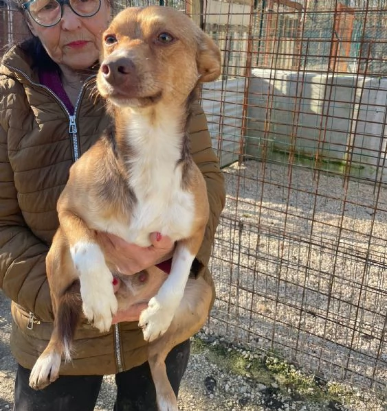 IL PICCOLO CANGU | Foto 1