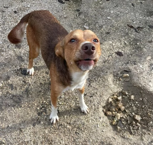 IL PICCOLO CANGU | Foto 0