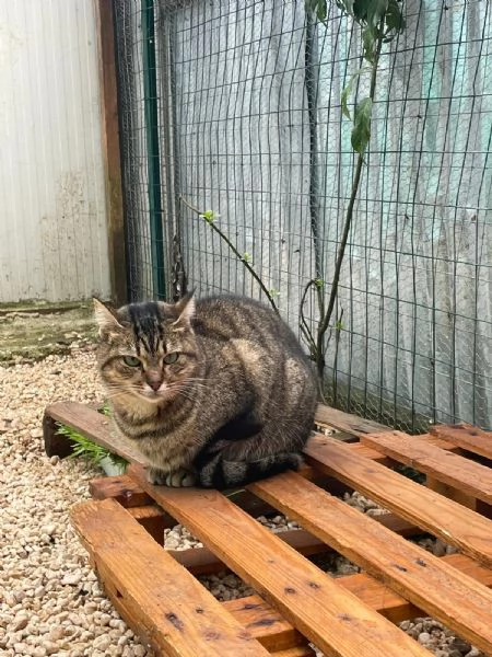 IL TENERO POOH | Foto 10