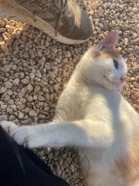 IL TENERO POOH | Foto 7