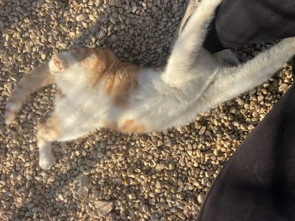 IL TENERO POOH | Foto 3