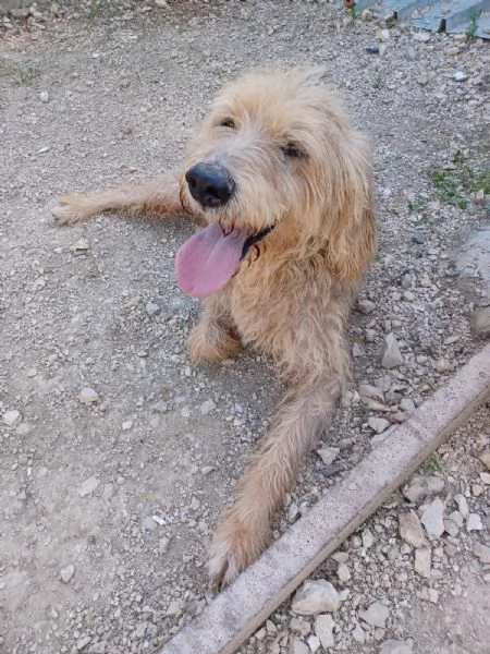 IL DOLCE JERRY | Foto 3