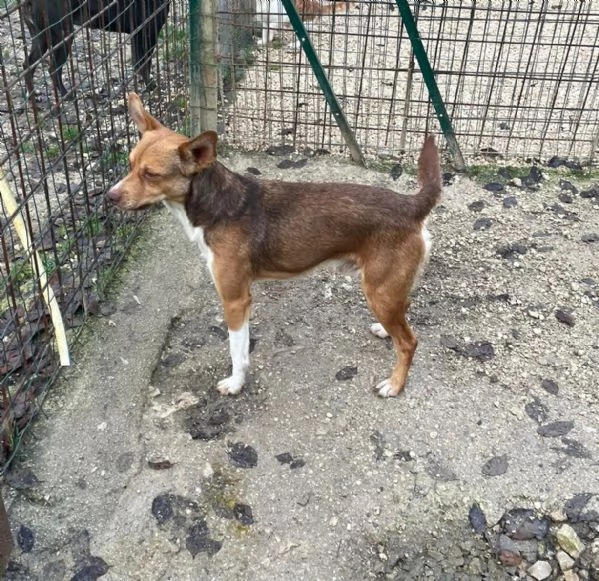 CANGU 9 KILI DI AMORE | Foto 4