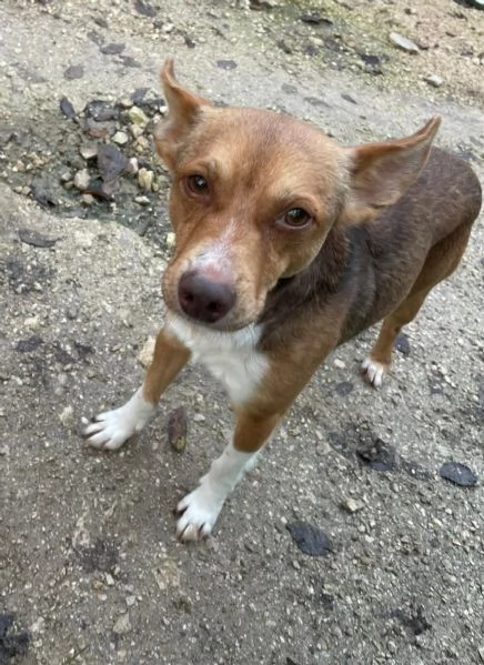 CANGU 9 KILI DI AMORE