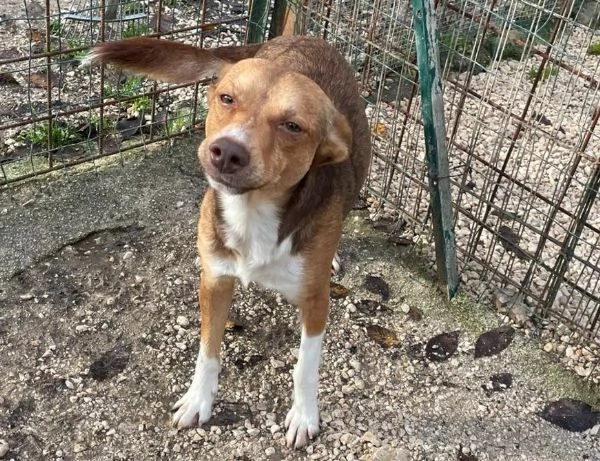 CANGU 9 KILI DI AMORE | Foto 3