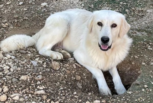 DOLCISSIMO MUSETTO DA AMARE : LUCKY