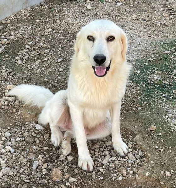 DOLCISSIMO MUSETTO DA AMARE : LUCKY | Foto 0