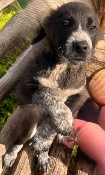 SOS CUCCIOLI | Foto 3