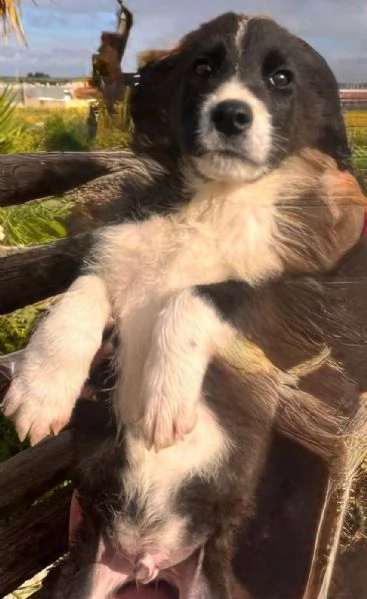 SOS CUCCIOLI | Foto 1