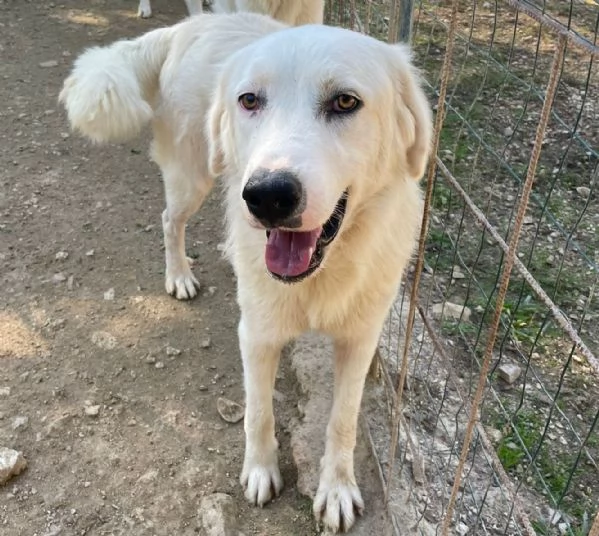 TENERISSIMA NUVOLETTA BIANCA | Foto 1