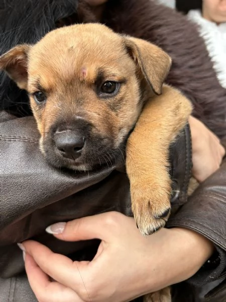 DUE TENERI FRATELLINI : MUFFIN E CHOCO | Foto 5