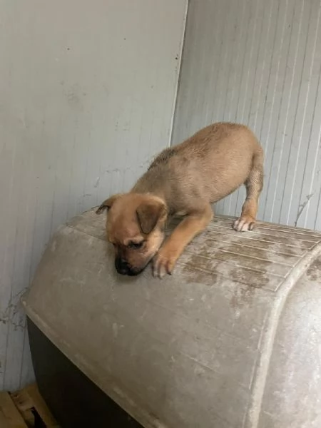 DUE TENERI FRATELLINI : MUFFIN E CHOCO | Foto 4