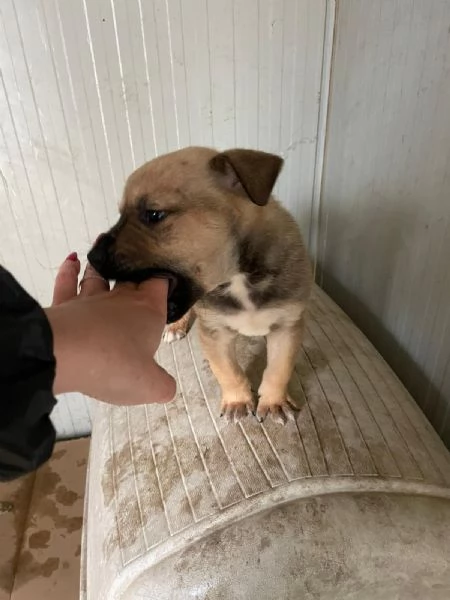 DUE TENERI FRATELLINI : MUFFIN E CHOCO | Foto 3