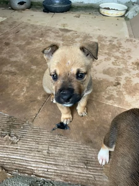 DUE TENERI FRATELLINI : MUFFIN E CHOCO | Foto 2