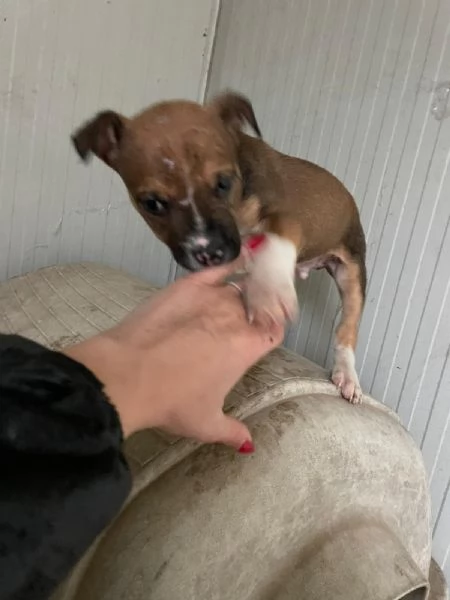 DUE TENERI FRATELLINI : MUFFIN E CHOCO | Foto 1