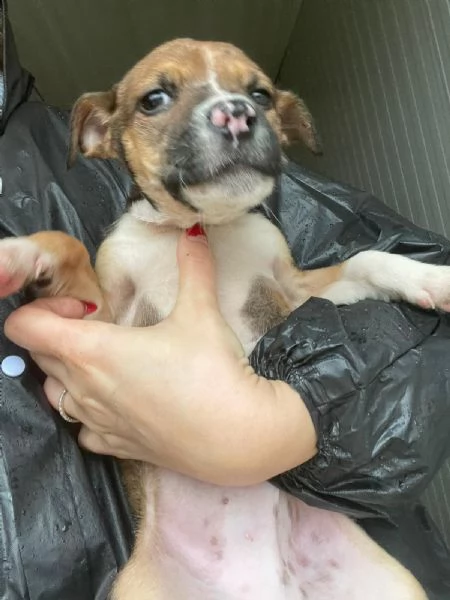 DUE TENERI FRATELLINI : MUFFIN E CHOCO | Foto 0