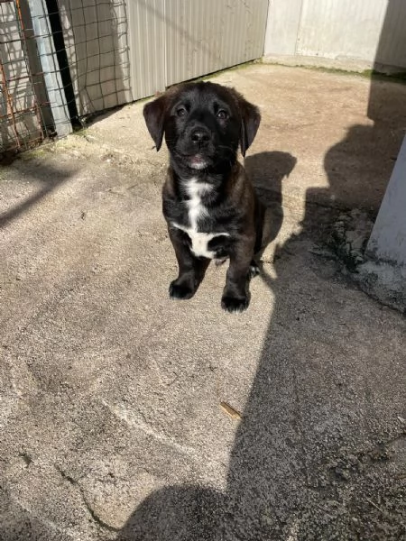 LO SPLENDIDO MAX | Foto 2