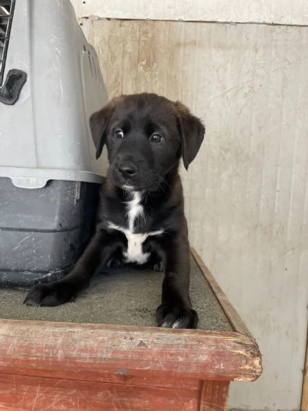 LO SPLENDIDO MAX | Foto 0