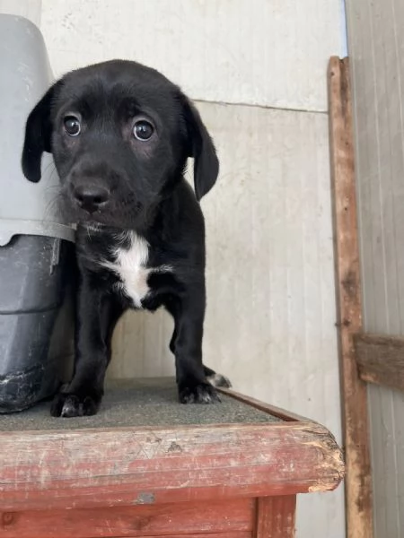 LA DOLCE VITTORIA | Foto 1