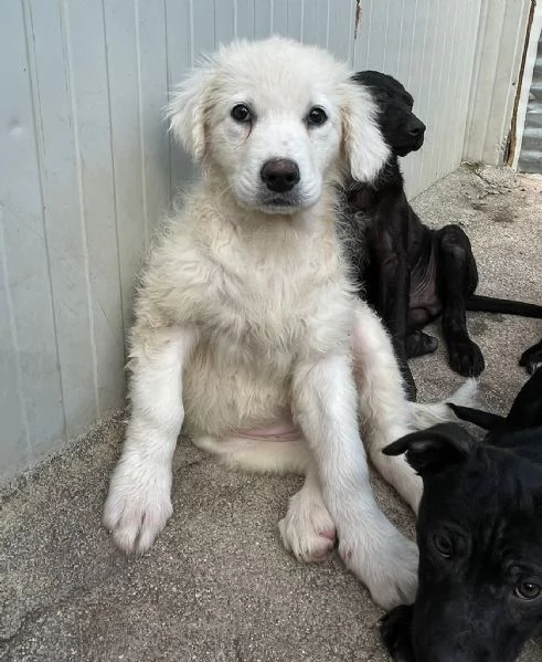 CHOCO CUCCIOLO MIX PITT | Foto 7