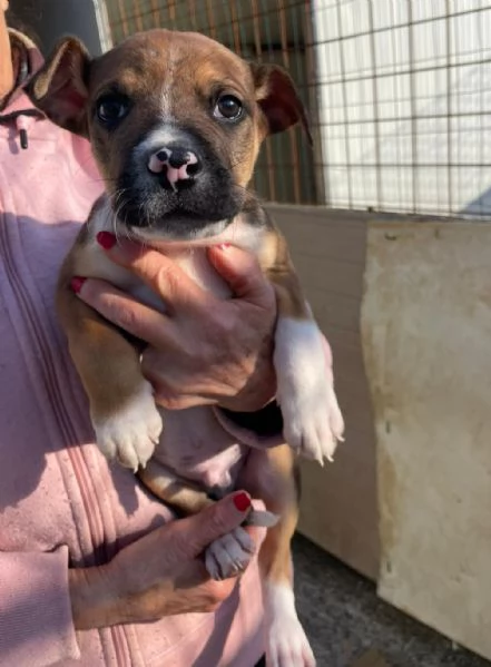 CHOCO CUCCIOLO MIX PITT | Foto 9