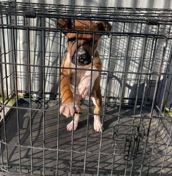 CHOCO CUCCIOLO MIX PITT | Foto 7