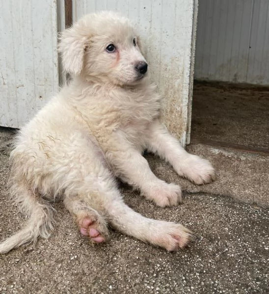 CHOCO CUCCIOLO MIX PITT | Foto 5