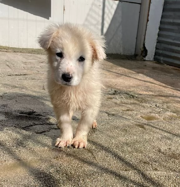 CHOCO CUCCIOLO MIX PITT | Foto 3