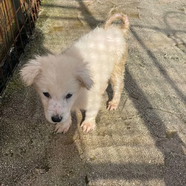 CHOCO CUCCIOLO MIX PITT | Foto 2