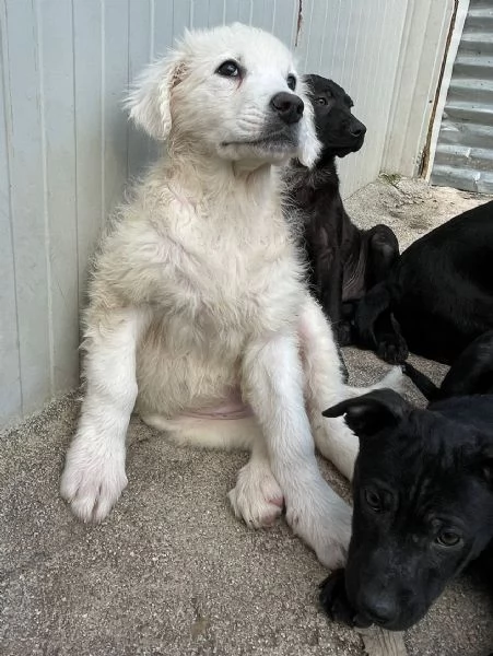 CHOCO CUCCIOLO MIX PITT | Foto 1