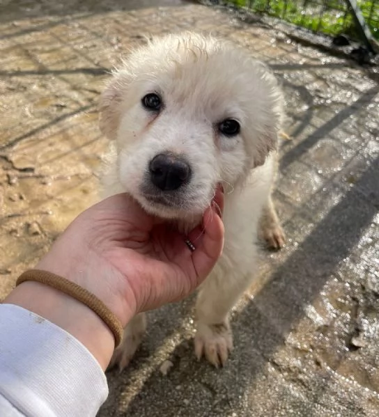 DUE DOLCI PECORELLE | Foto 6