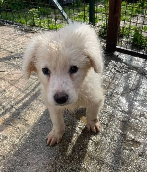 DUE DOLCI PECORELLE | Foto 5