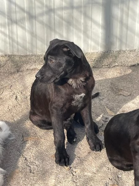 SOS TENERO SIMON | Foto 6