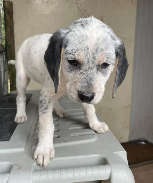 SOS TENERA SIRYA | Foto 2