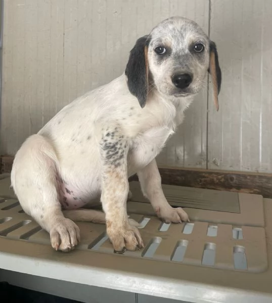 SOS TENERA SIRYA | Foto 2