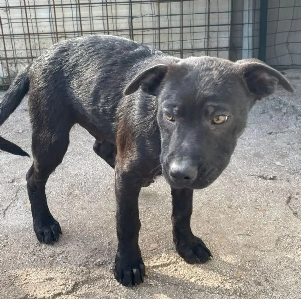 SOS TENERO SIMON | Foto 0