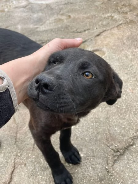 IL TENERO SIMON | Foto 1