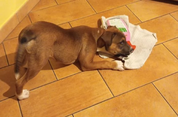 ADOTTA IL DOLCE DEMON | Foto 2